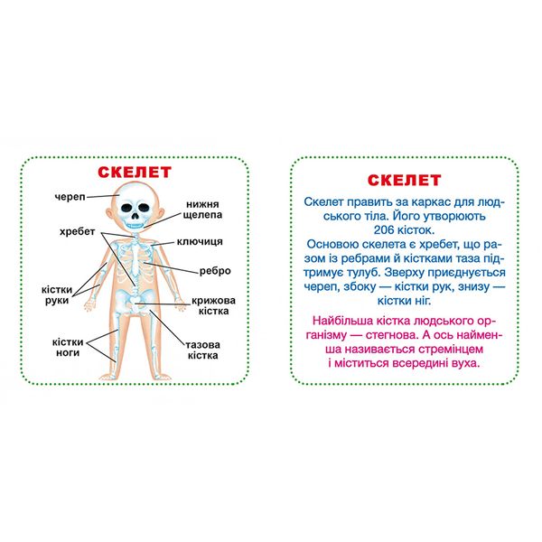 Розвиваючі картки для малюків "Моє тіло", 30 карток, укр 133688 фото — Кузя