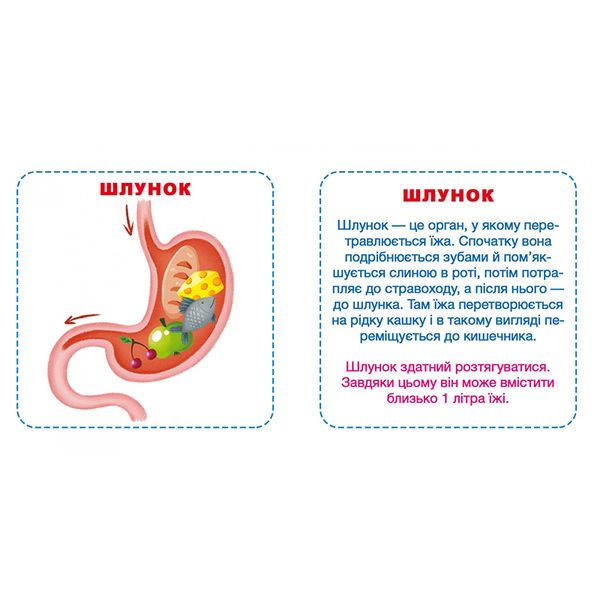 Розвиваючі картки для малюків "Моє тіло", 30 карток, укр 133688 фото — Кузя